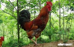 有什么农村创业的好项目有没有那种初始资金不用太多，又可以持续发展的