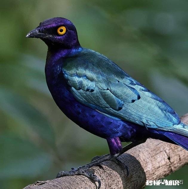 农村族老调解家庭矛盾时，为何道理多偏向善于交际和狡辩的一方