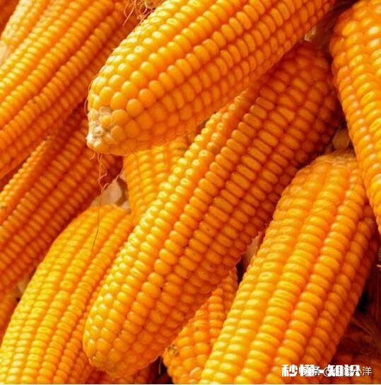 大棚种玉米为什么不结棒