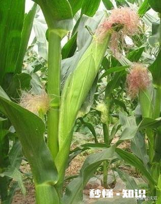 大棚种玉米为什么不结棒