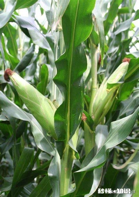 大棚种玉米为什么不结棒