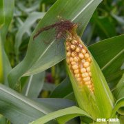 大棚种玉米为什么不结棒