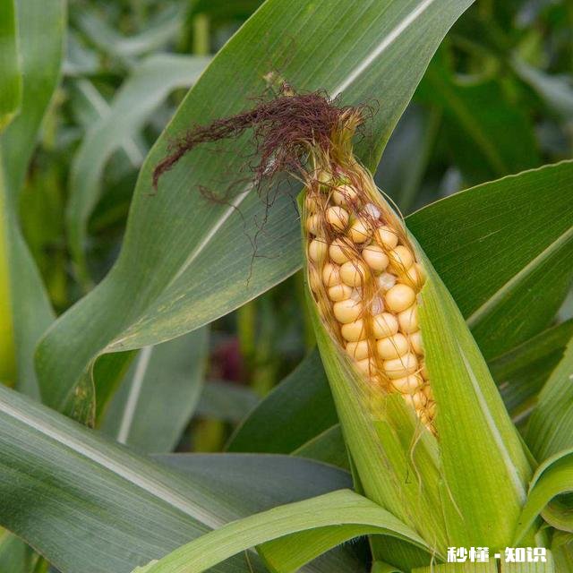 大棚种玉米为什么不结棒