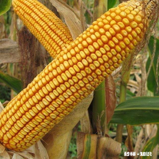 大棚种玉米为什么不结棒