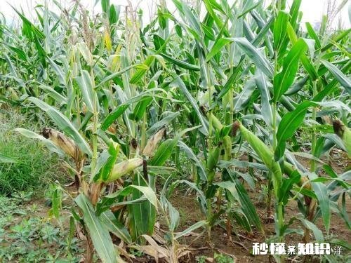 大棚种玉米为什么不结棒