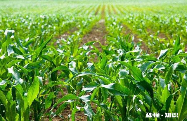 大棚种玉米为什么不结棒