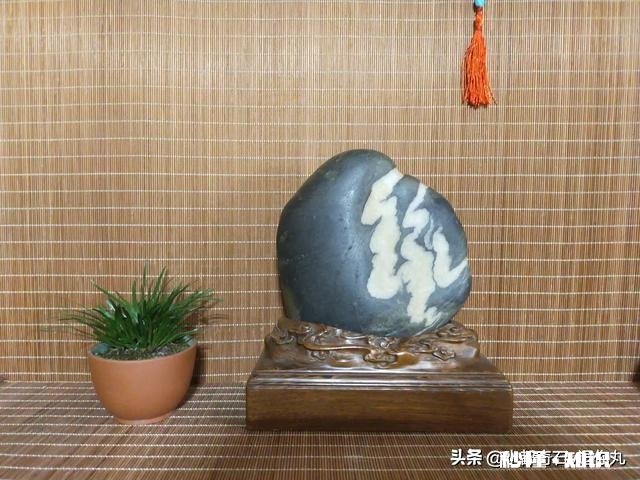 很好奇为什么大部分动物的脑子都在头部有没有脑子不在头部的