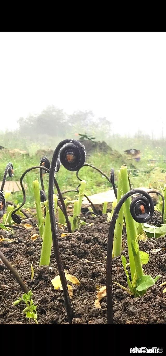 提倡绿色旅游，具体体现在哪些方面是人文景观还是餐饮文化方面