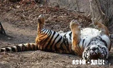 萧峰打虎，用古龙的笔法应该怎么写