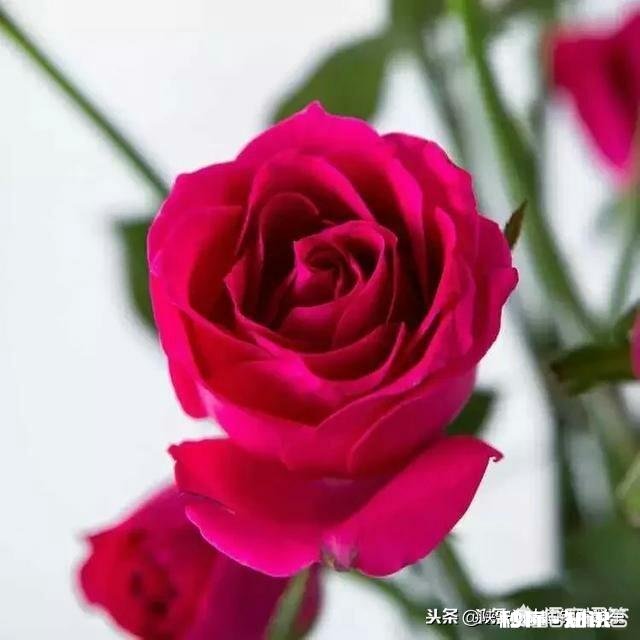 前任嫁人后，你还会想起前任吗