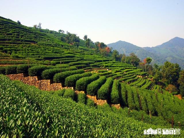 水质是泡出好茶的关键吗