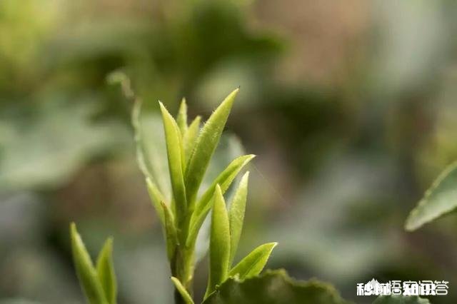 水质是泡出好茶的关键吗