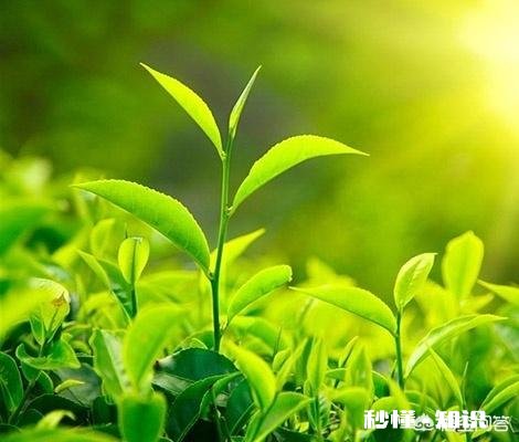 水质是泡出好茶的关键吗