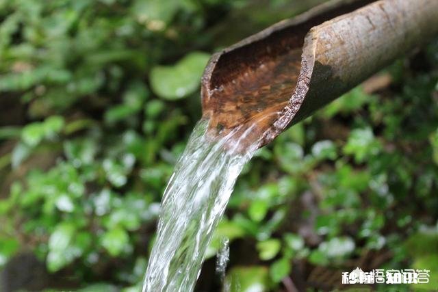 水质是泡出好茶的关键吗