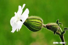 大家觉得夫妻双方，如果其中一方晚饭不回家吃该不该给对方打个招呼呢