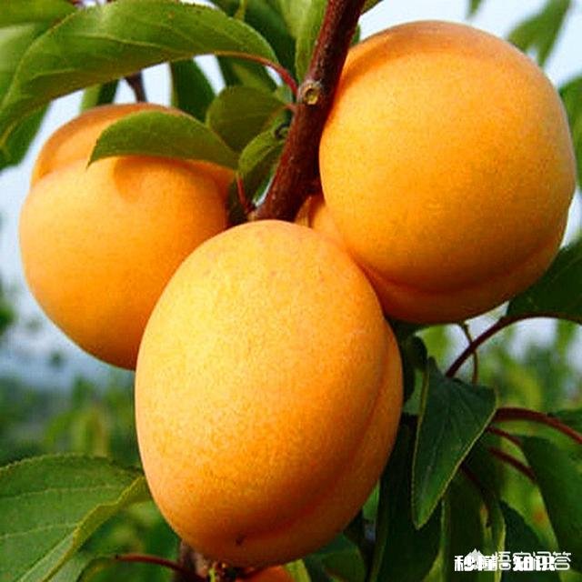 现在杏树种植前景怎么样，什么品种最好，收益怎么样