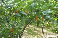 现在杏树种植前景怎么样，什么品种最好，收益怎么样