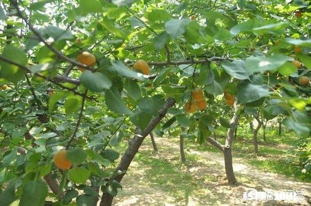 现在杏树种植前景怎么样，什么品种最好，收益怎么样