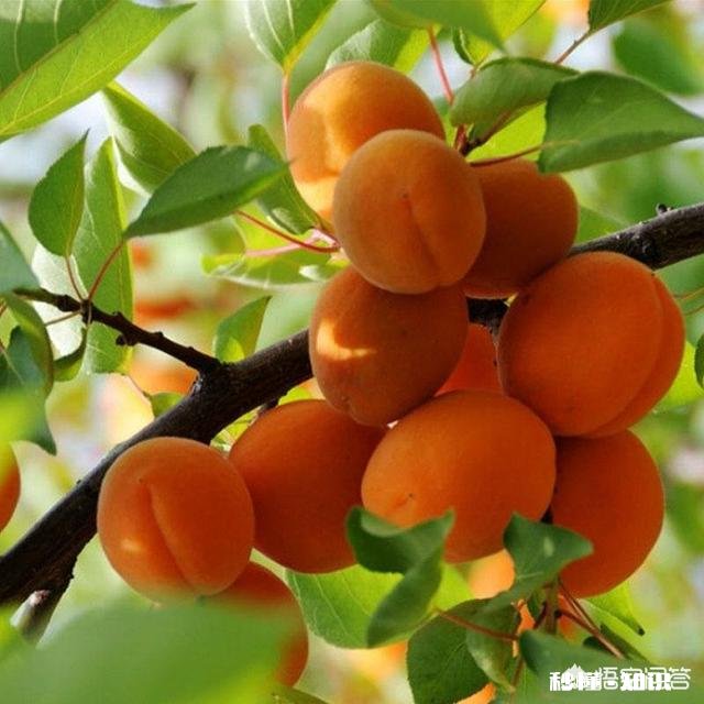 现在杏树种植前景怎么样，什么品种最好，收益怎么样