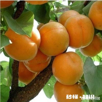 现在杏树种植前景怎么样，什么品种最好，收益怎么样