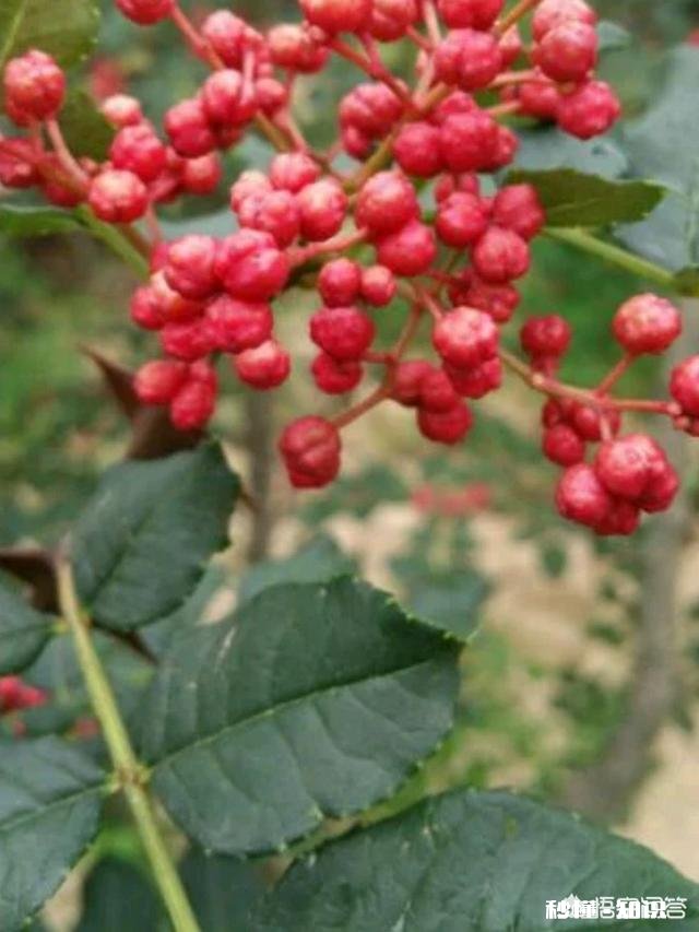 已经进入3月份如何做好花椒产品优质管理