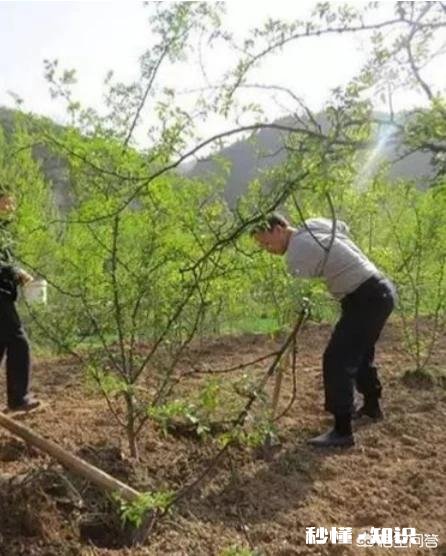 已经进入3月份如何做好花椒产品优质管理
