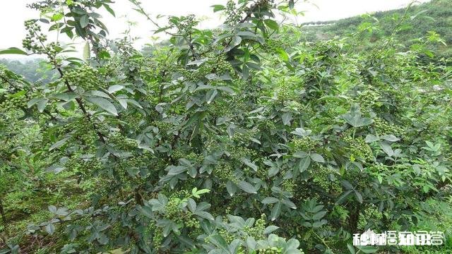 已经进入3月份如何做好花椒产品优质管理