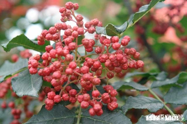 已经进入3月份如何做好花椒产品优质管理