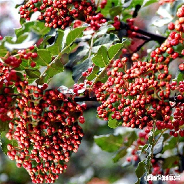 已经进入3月份如何做好花椒产品优质管理