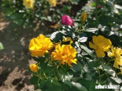 女朋友说没有恋爱的感觉了，目前已分手一个星期，怎么挽回