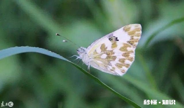 田英章的田楷按照最新的评审标准，还可以再次入选国展吗