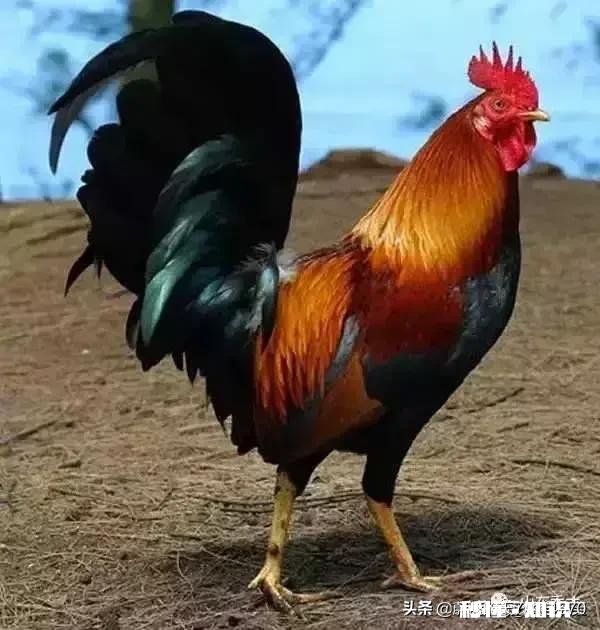 东京奥运会延期明年七月举行,中国女排七仙女阵是否会有变化可能