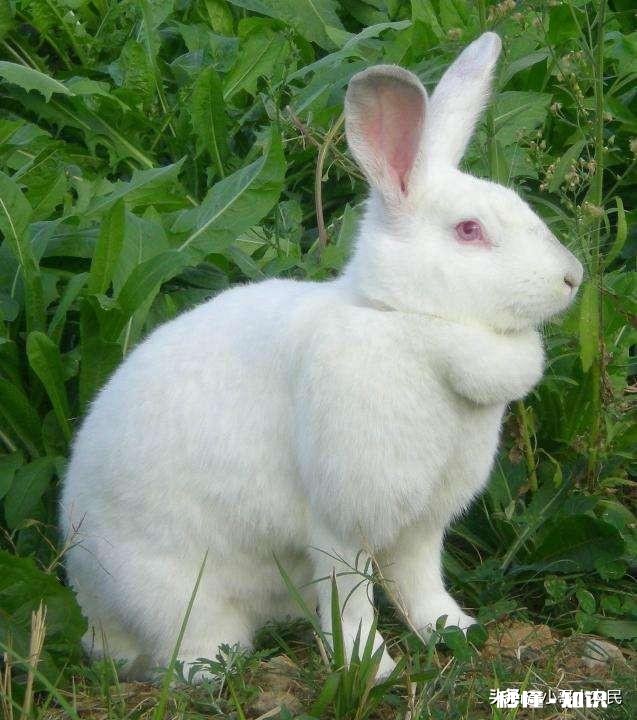 兔料能喂小鹅苗吗