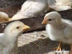 小鸡吃阿咖酚散过量中毒怎么办