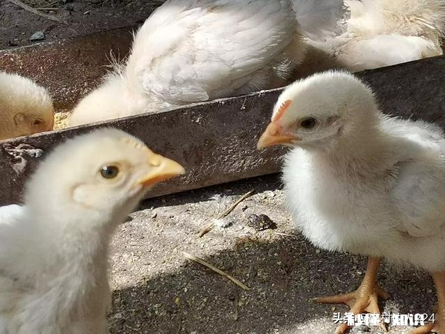 小鸡吃阿咖酚散过量中毒怎么办