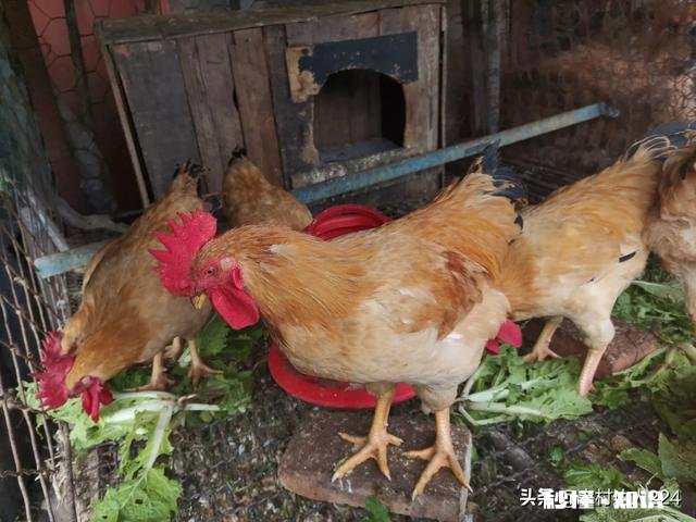 小鸡吃阿咖酚散过量中毒怎么办