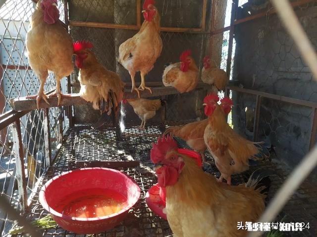 小鸡吃阿咖酚散过量中毒怎么办