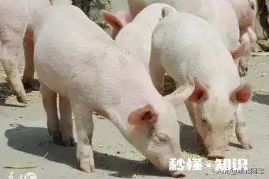 40公斤的猪换料拉稀怎么办