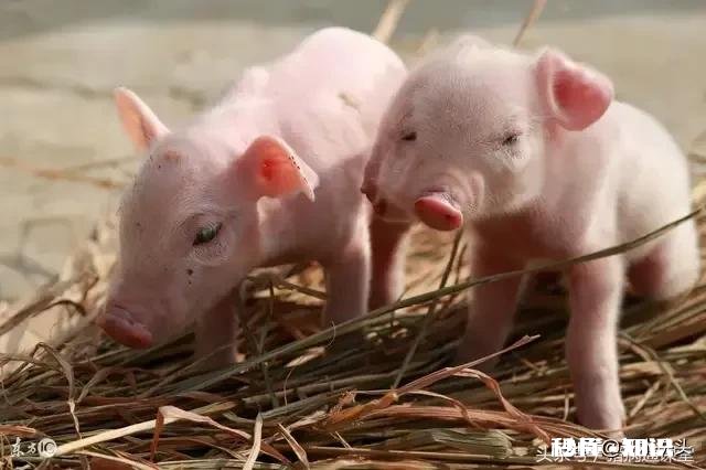 40公斤的猪换料拉稀怎么办