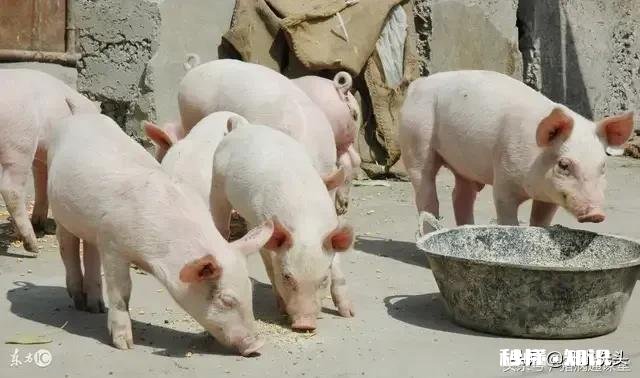 40公斤的猪换料拉稀怎么办