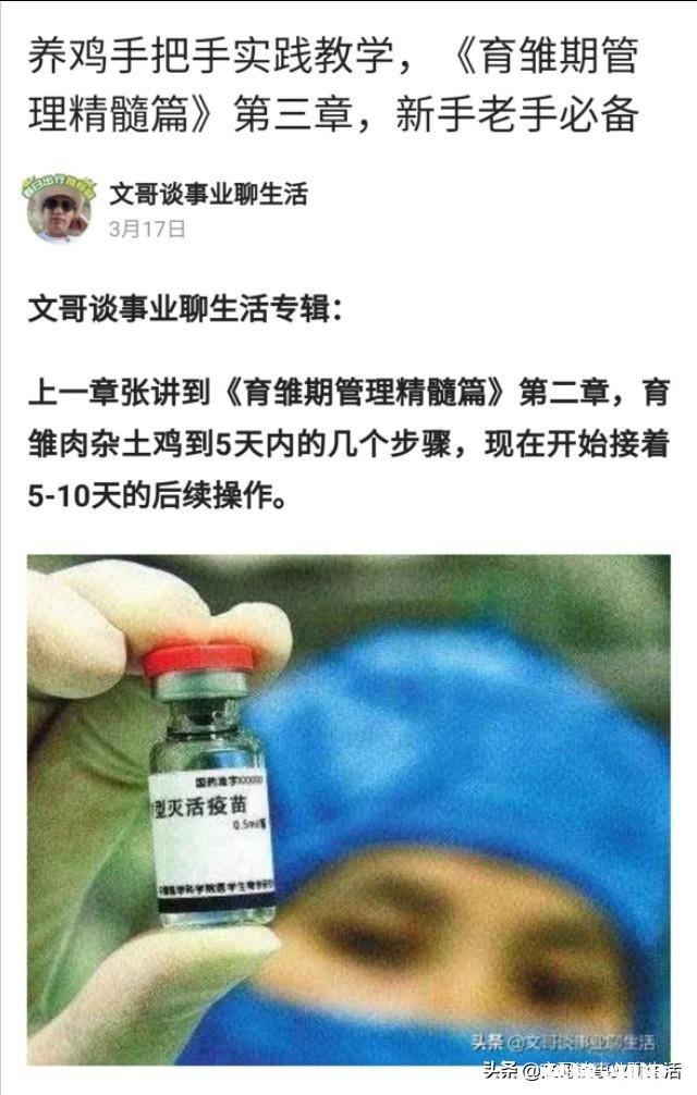 醋和大蒜喂小鸡好吗