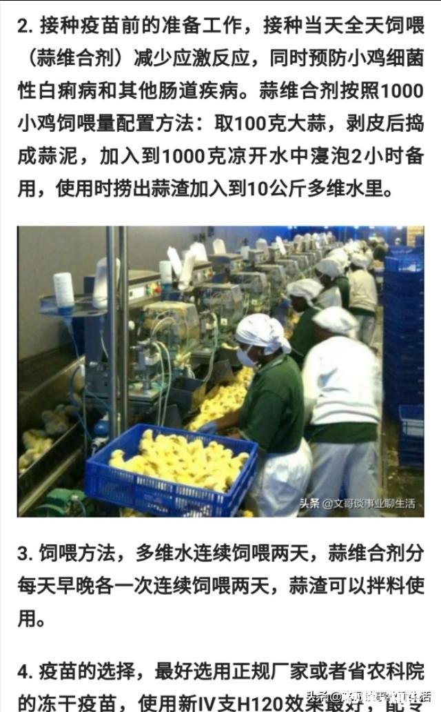 醋和大蒜喂小鸡好吗