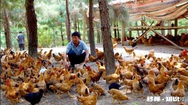 醋和大蒜喂小鸡好吗