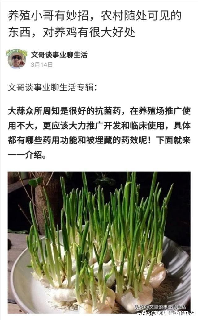 醋和大蒜喂小鸡好吗