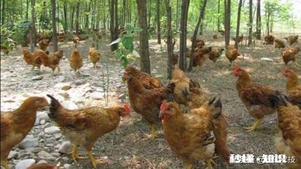 醋和大蒜喂小鸡好吗