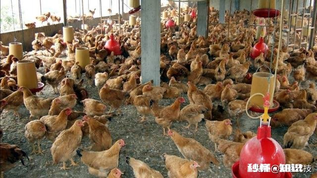 醋和大蒜喂小鸡好吗