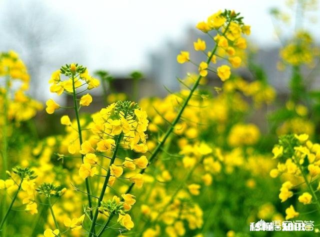 油菜在花期能不能喷洒农药,如果喷洒用什么药最好