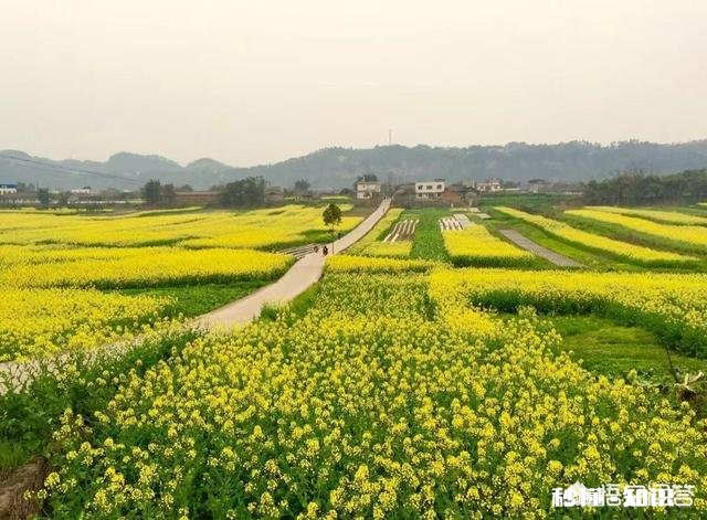 油菜在花期能不能喷洒农药,如果喷洒用什么药最好