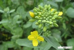 油菜在花期能不能喷洒农药，如果喷洒用什么药最好