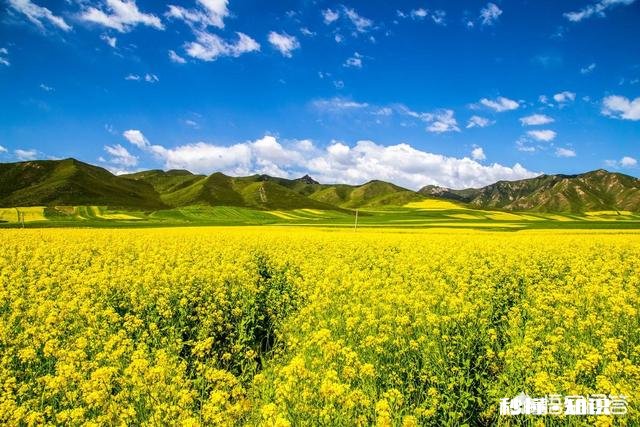 油菜在花期能不能喷洒农药,如果喷洒用什么药最好